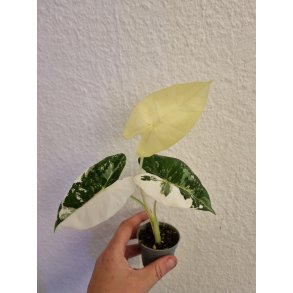 Alocasia Frydek Varigata - 6cm