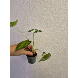 Alocasia Frydek Varigata - 6cm