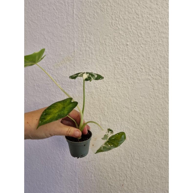 Alocasia Frydek Varigata - 6cm