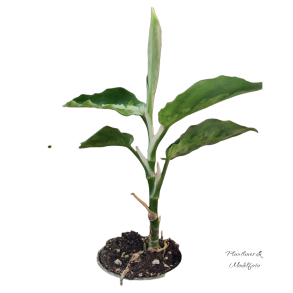 Aglaonema Pictum Tricolor