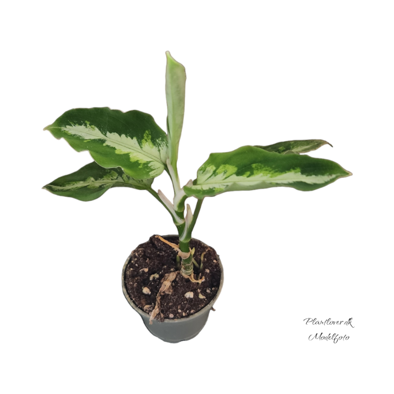 Aglaonema Pictum Tricolor