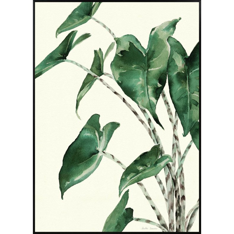 Alocasia Plakat 50x70cm