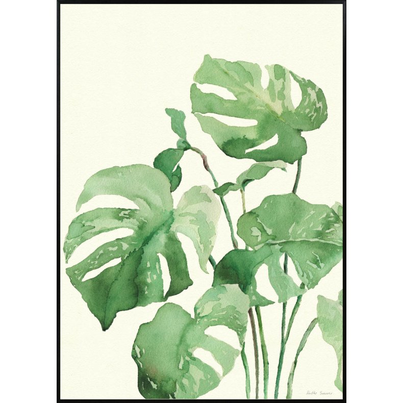 Monstrera Albo Plakat 29,7x42cm