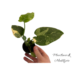 Monstera Thai Constellation 6cm