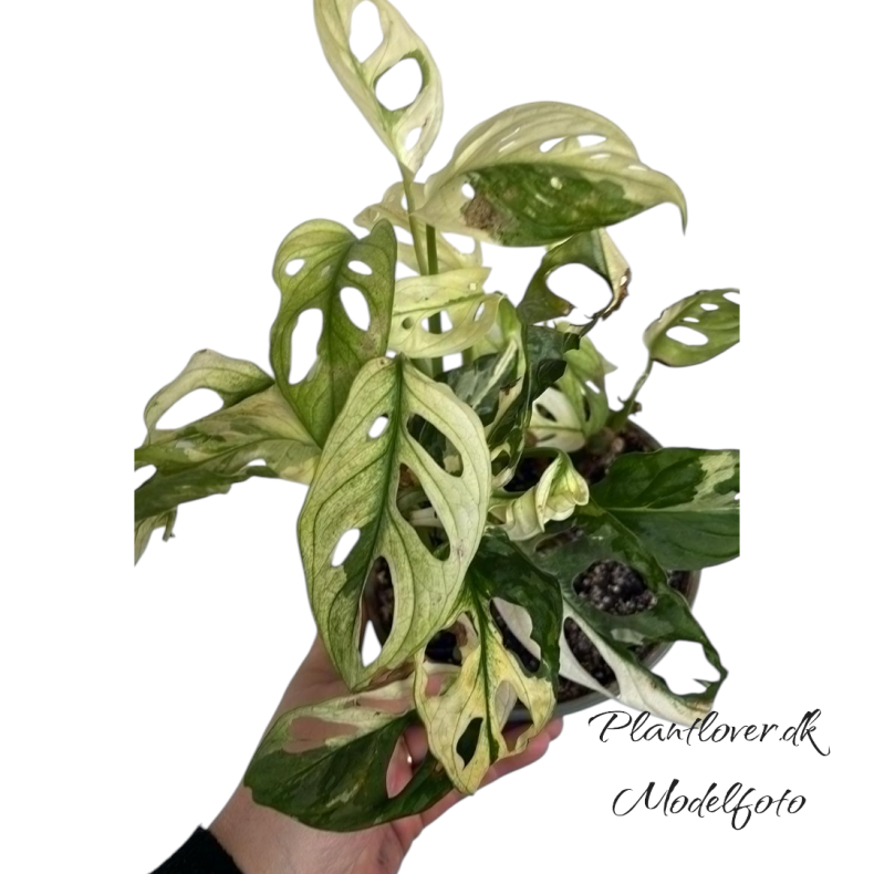 Monstera Adansonii Albo