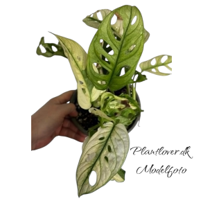 Monstera Adansonii Albo