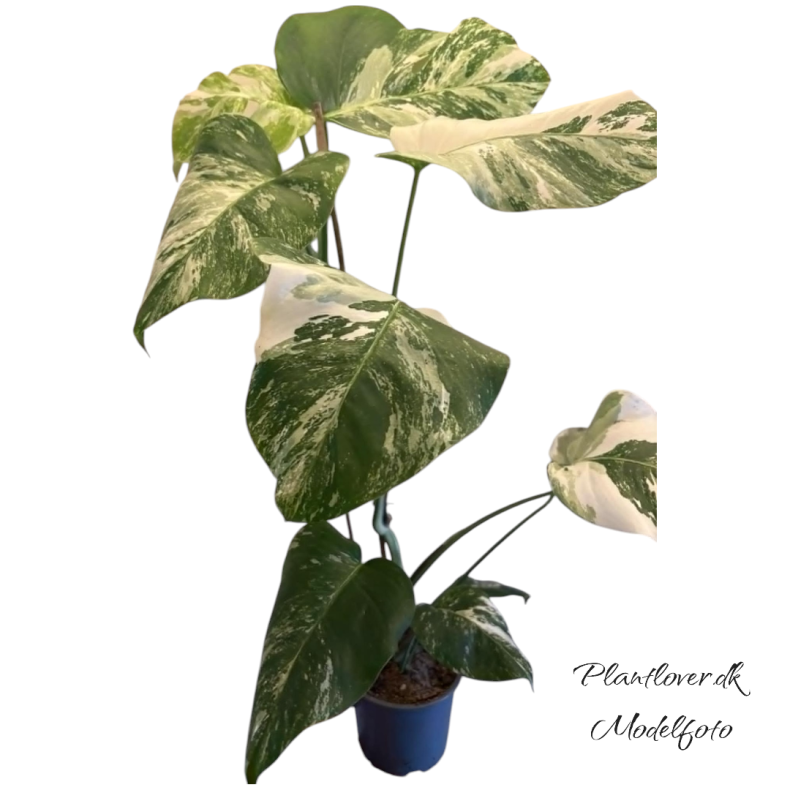 Monstera Albo