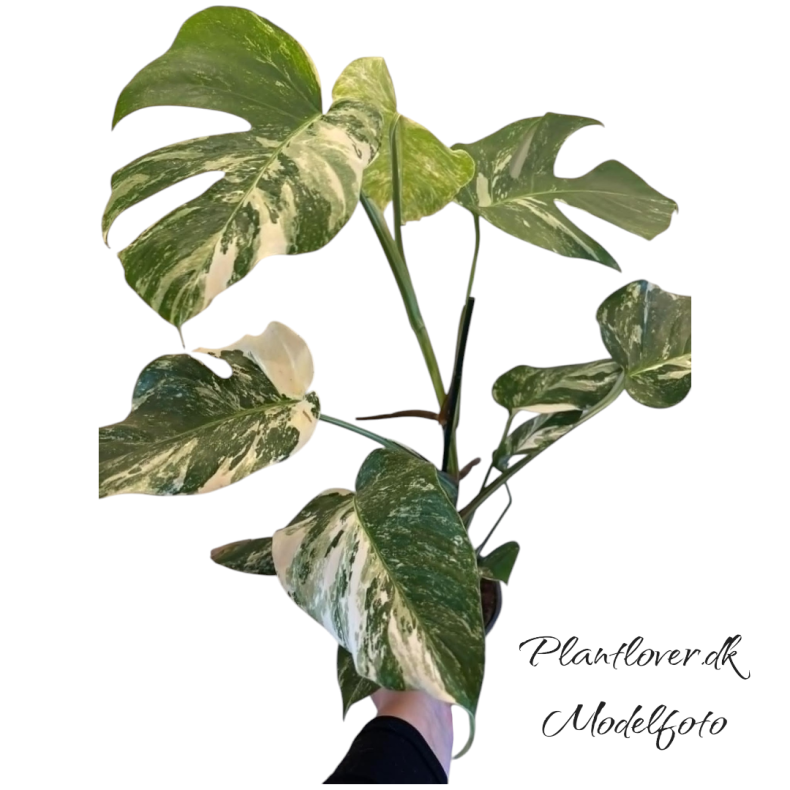Monstera Albo