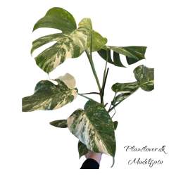 Monstera Albo