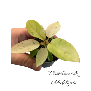 Philodendron Snowdrift 6cm