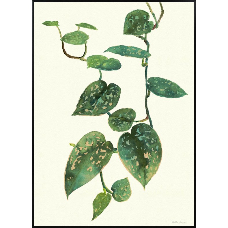 Pothos Satin Plakat 29,7x42cm