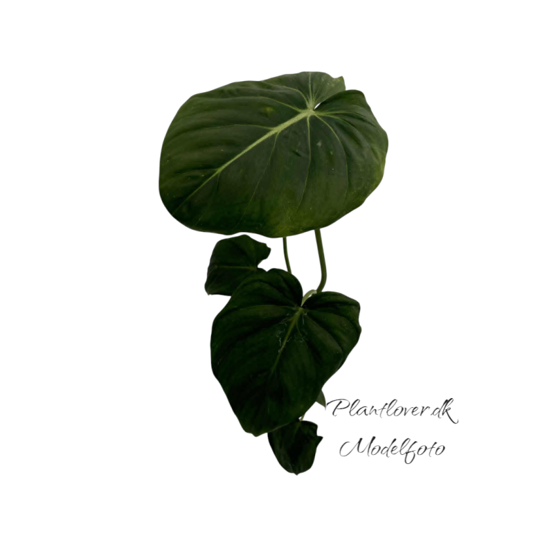 Philodendron McDowell 12cm potte