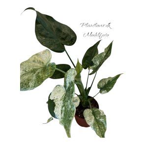 Alocasia Cucullata Varigata 17cm potte