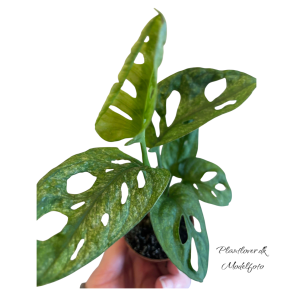 Monstrera Adanosii Mint 6cm