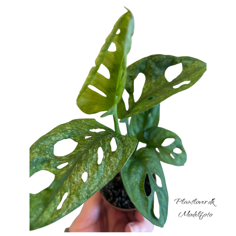 Monstrera Adanosii Mint 6cm