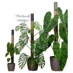 PlantMe Mosspole Maxi � Komplet s�t 80 cm inkl. Sphagnum mos