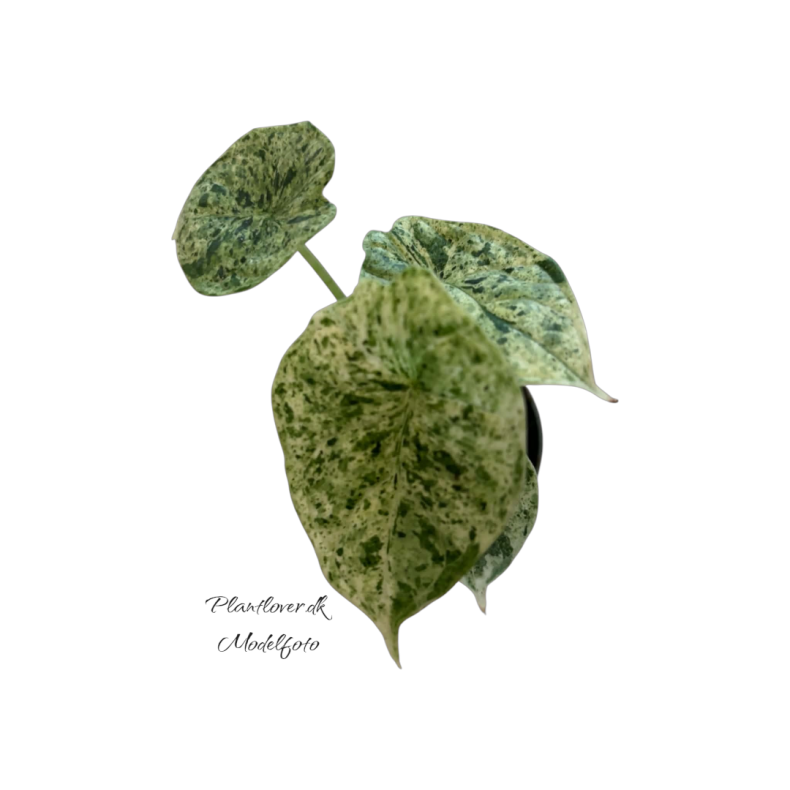 Alocasia Dragon Scale Mint 6 cm