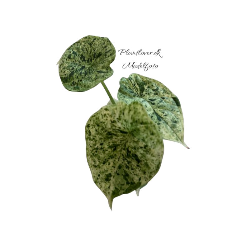 Alocasia Dragon Scale Mint 6 cm