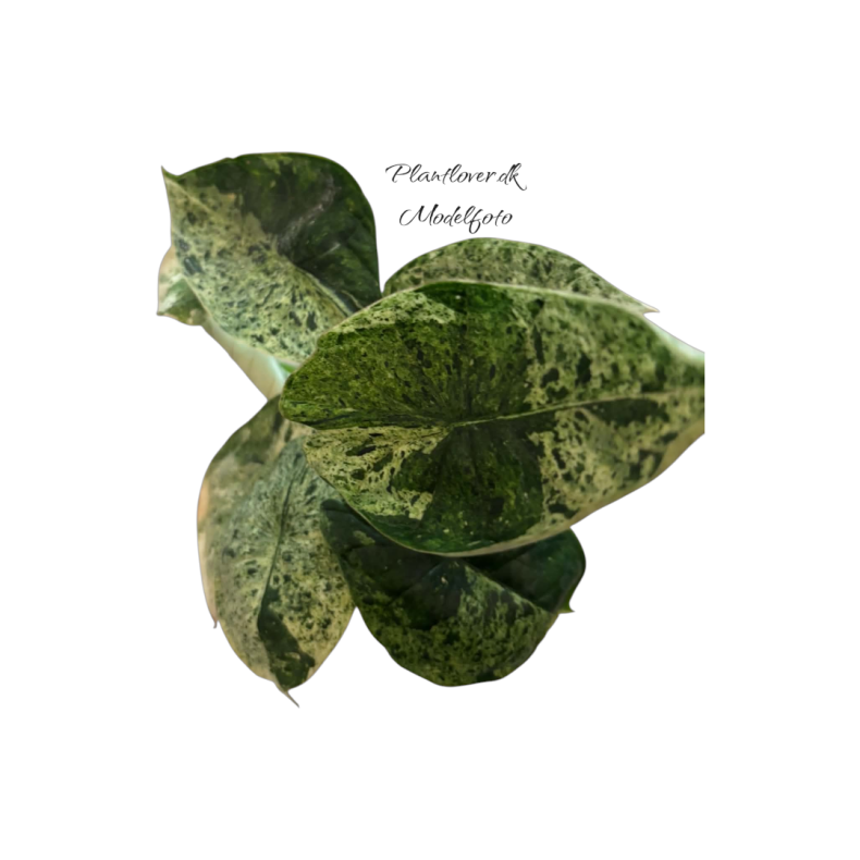 Alocasia Dragon Scale Mint 6 cm