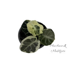 Alocasia Ninja Mint Variegata 12 cm