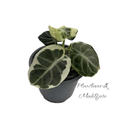 Alocasia Ninja Mint Variegata 12 cm