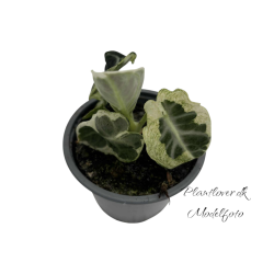 Alocasia Ninja Mint Variegata 12 cm