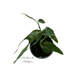 Amydrium Zippelianum Varigata 6cm