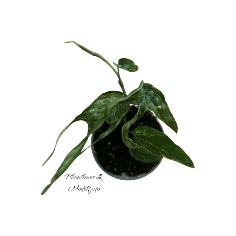 Amydrium Zippelianum Varigata 6cm