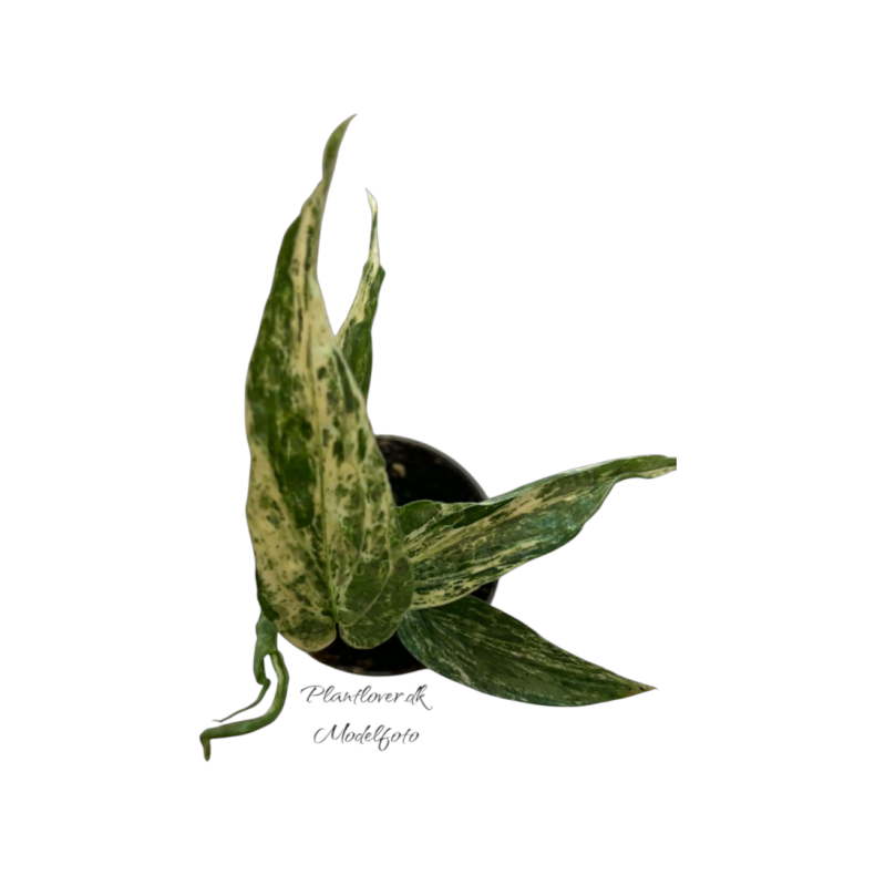 Amydrium Zippelianum Varigata 6cm