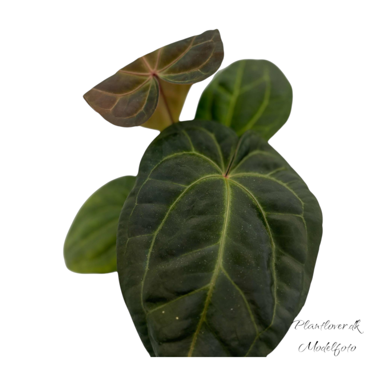 Anthurium Dark Phoenix 12cm