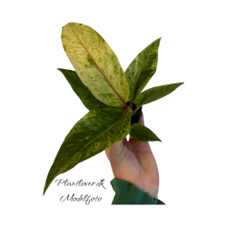 Anthurium Renaissance Varigata