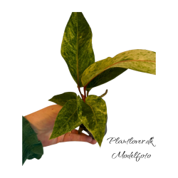 Anthurium Renaissance Varigata