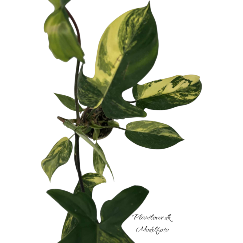 Philodendron Florida Beauty (6cm potte)