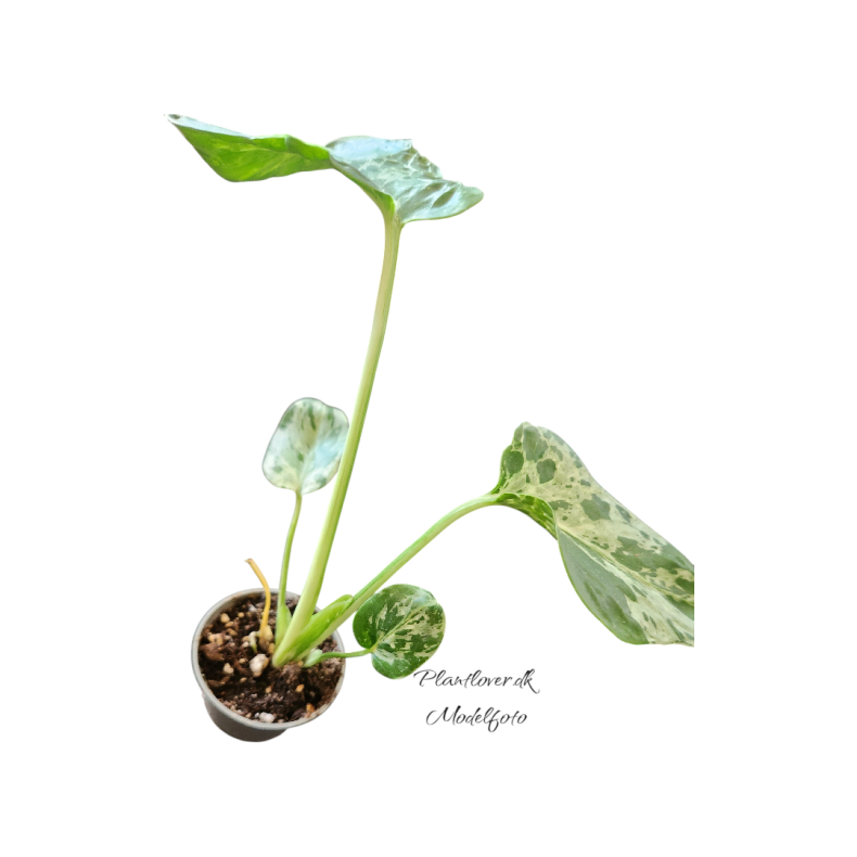 Monstrera Bulbasaur 6cm
