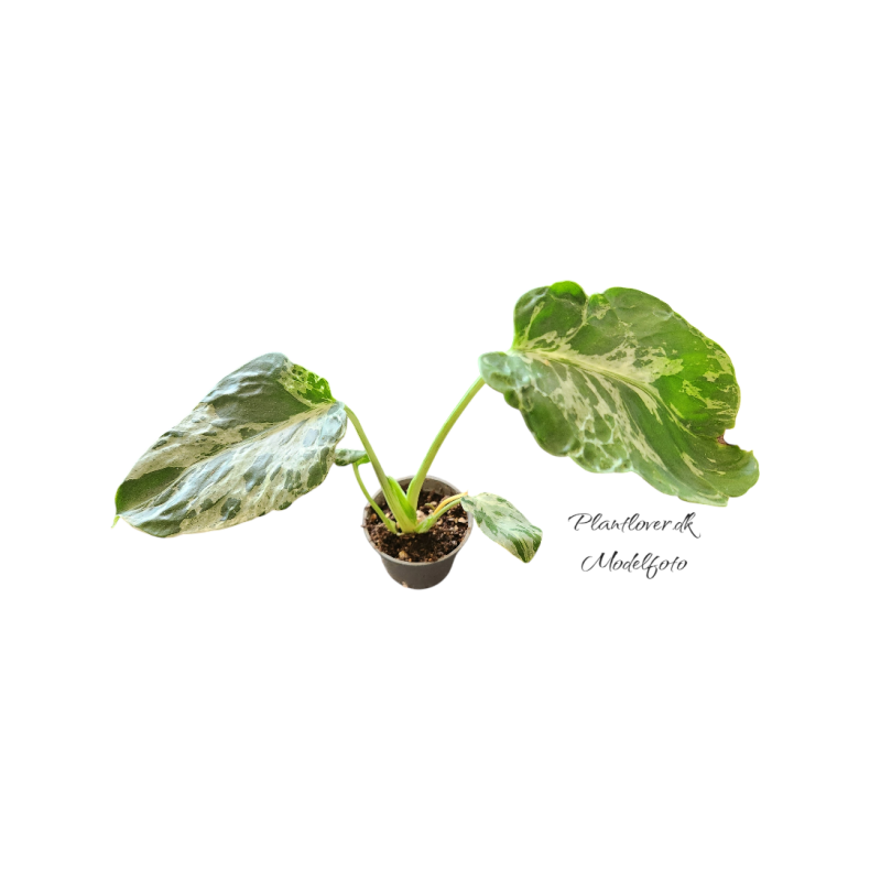 Monstrera Bulbasaur 6cm
