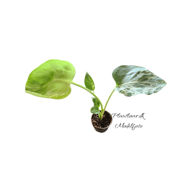 Monstrera Bulbasaur 6cm