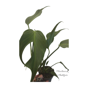 Monstera Burle Marx Flame 12cm potte