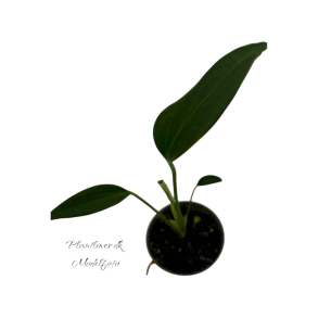 Monstera Burle Marx Flame 6cm potte