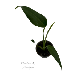 Monstera Burle Marx Flame 6cm potte