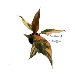 Philodendron Caramel Marble 6cm