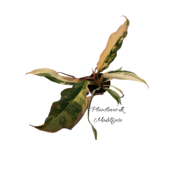 Philodendron Caramel Marble 6cm