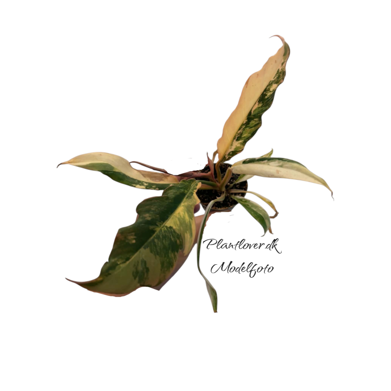 Philodendron Caramel Marble 6cm