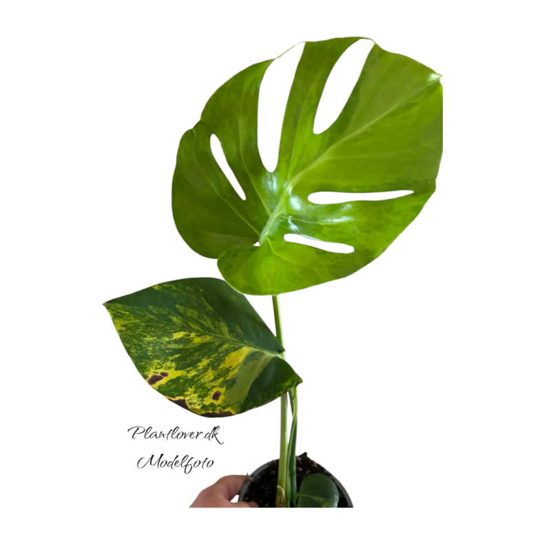 Monstera Deliciosa Aurea 12cm