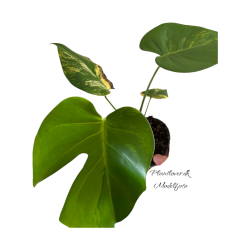 Monstera Deliciosa Aurea 12cm