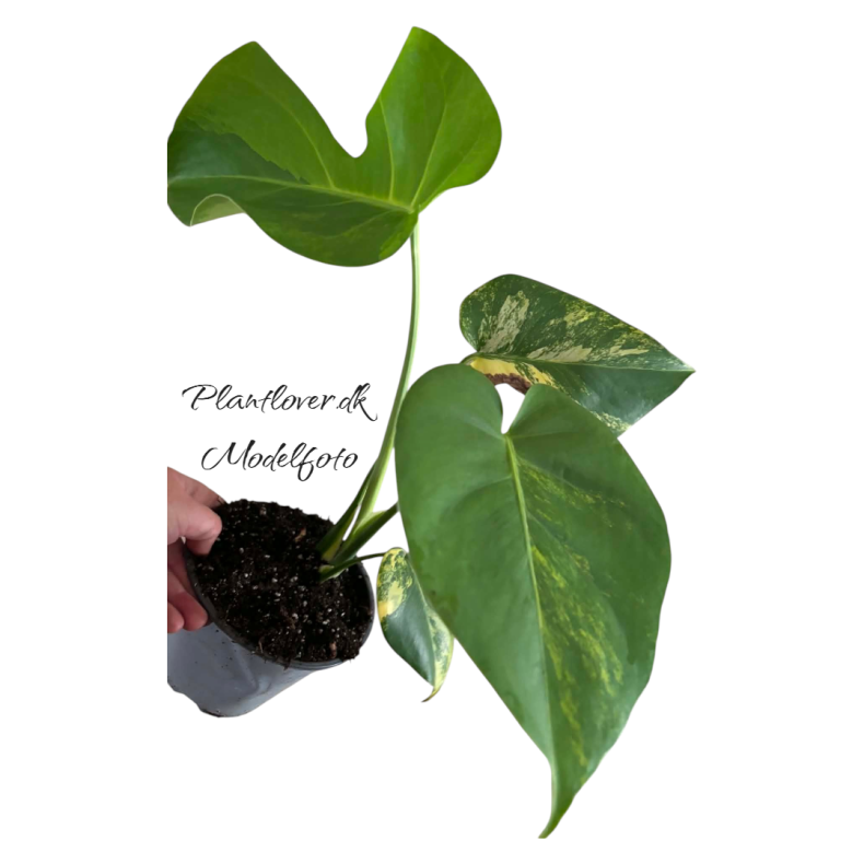 Monstera Deliciosa Aurea 12cm