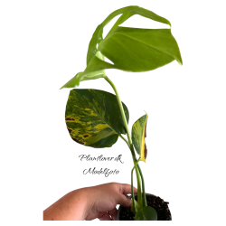 Monstera Deliciosa Aurea 12cm
