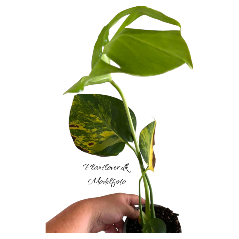 Monstera Deliciosa Aurea 12cm