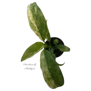 Epipremnum Giganteum Variegated 6cm