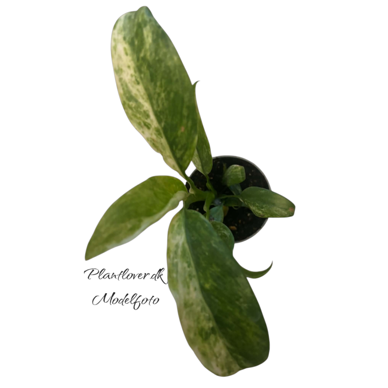 Epipremnum Giganteum Variegated 6cm