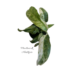 Epipremnum Giganteum Variegated 6cm